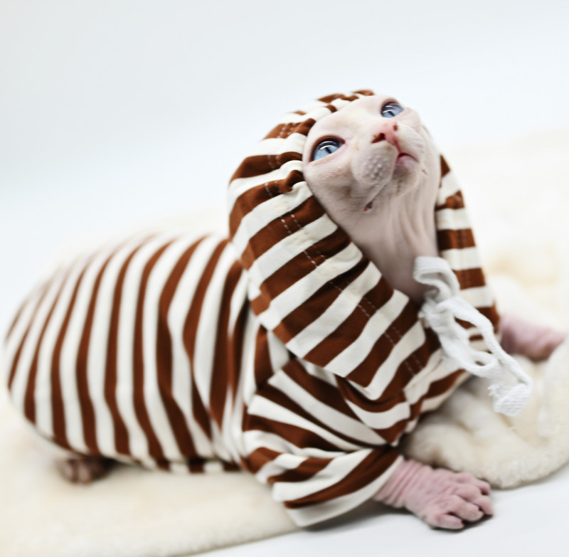 Karvutute kasside riided Devoni riided Naljakad kassipojariided Pehmed sügisene lemmikloomade juuste väljalangemise vastased kapuutsiga riided kassidele