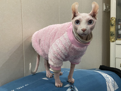 Kitten Jumper Devon Rex Φθινόπωρο Χειμώνας ζεστός Φαλακρός Kiten Στολές Πουλόβερ γάτα χειμερινό παλτό Hairelss Γάτα πουλόβερ sphynx cat