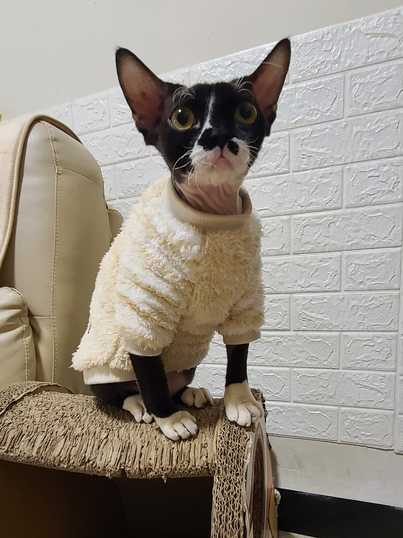 Kitten Jumper Devon Rex Φθινόπωρο Χειμώνας ζεστός Φαλακρός Kiten Στολές Πουλόβερ γάτα χειμερινό παλτό Hairelss Γάτα πουλόβερ sphynx cat