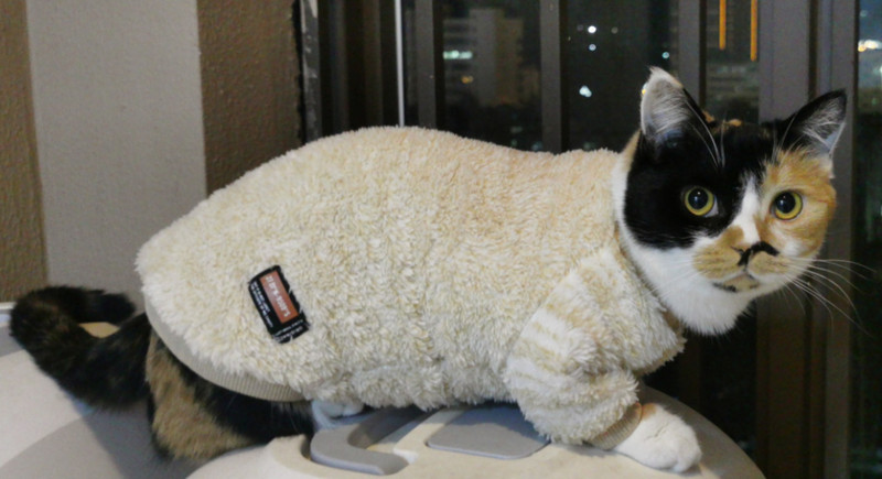 Kitten Jumper Devon Rex Φθινόπωρο Χειμώνας ζεστός Φαλακρός Kiten Στολές Πουλόβερ γάτα χειμερινό παλτό Hairelss Γάτα πουλόβερ sphynx cat