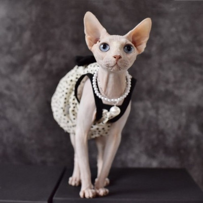 Klassikaline väike must seelik Sfinksi kassile suvine õhuke lemmiklooma kaelakee varrukateta sfinks Karvutu kassi riiete kleidid kassidele