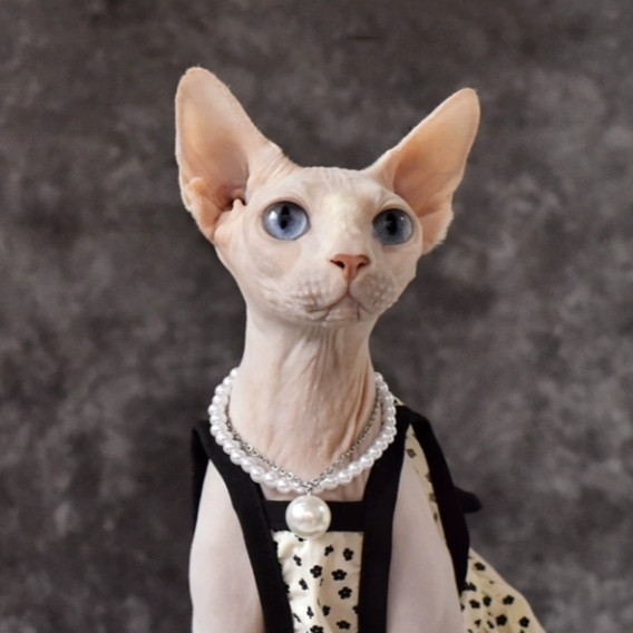 Klassikaline väike must seelik Sfinksi kassile suvine õhuke lemmiklooma kaelakee varrukateta sfinks Karvutu kassi riiete kleidid kassidele