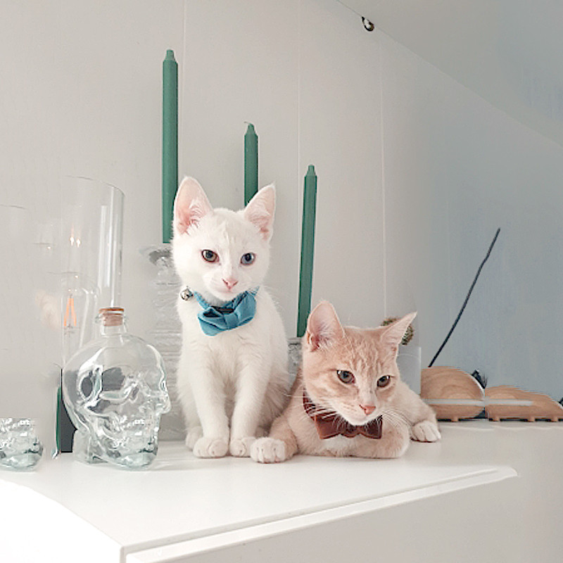 Βελούδινο κολάρο γάτας Bowknot ρυθμιζόμενη πόρπη ασφαλείας Gatos παπιγιόν Αξεσουάρ για γάτες Γιακάς για γάτες με καμπάνα μονόχρωμο