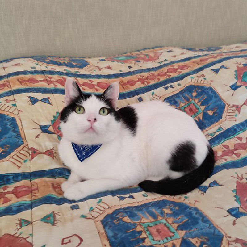 Ρυθμιζόμενο κασκόλ για κουτάβι γάτας για κατοικίδια Φουλάρι λαιμού με κολάρο μπαντάνα για μικρά σκυλιά Κολάρο πετσέτας σάλιου γατάκι PU με τριγωνικό επίδεσμο