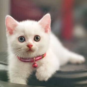 Οικονομικά ρυθμιζόμενο κολάρο γάτας με κουμπωτά με καμπάνες Ανακλαστικό στιβαρό νάιλον κολάρο για γατάκια Προμήθειες για κατοικίδια για γάτες Κολιέ για γάτες