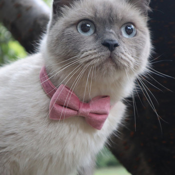 Βελούδινο κολάρο γάτας μονόχρωμο παπιγιόν Κουτάβι τσιουάουα κολάρα με ρυθμιζόμενη πόρπη ασφαλείας γάτες παπιγιόν Αξεσουάρ για κατοικίδια