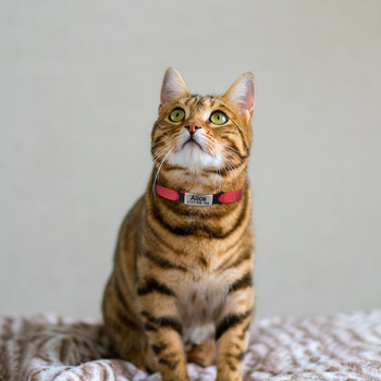 Ρυθμιζόμενο Προσαρμοσμένο Όνομα Nylon Cat Personalized Id Collar Bell Products Pet Products Small Fast Breakaway Unisex Gatten Supplies Tag Cat