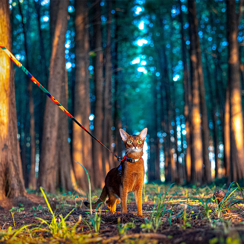 Kassi rakmed ja jalutusrihma komplekt kassidele põgenemiskindlad reguleeritavad kassipoegade rakmed suurtele väikestele kassidele Kerged pehmed lemmiklooma turvarakmed