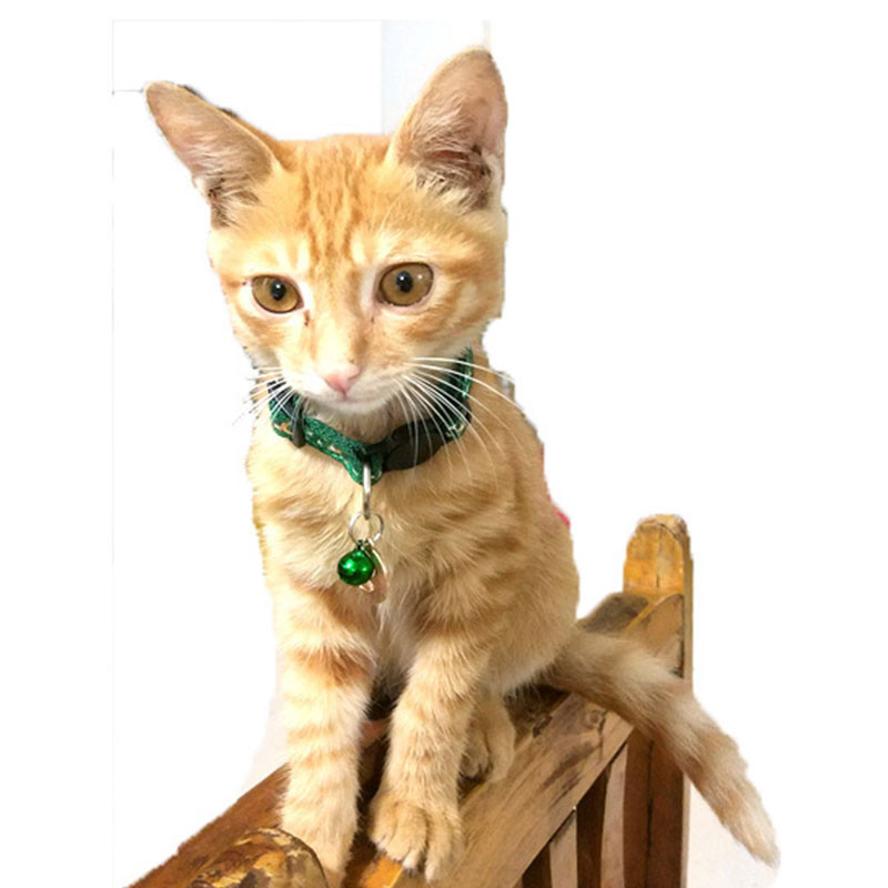 Armas Moon Star Print kassi kaelarihm Bells Breakaway Star Moon Pet Cat kaelakee kaelarihmad kassidele Reguleeritav turvakassi kaelarihm