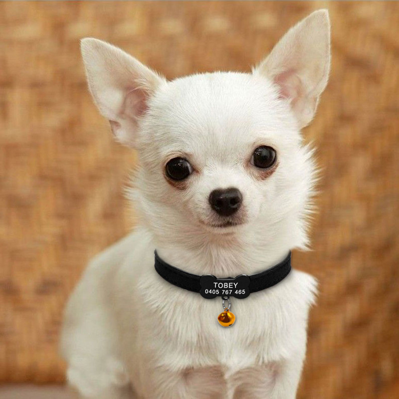 Pehme kellukesega koera kassi kaelarihm Isikupärastatud turvakassi nime ID kaelarihmad ja siltide komplekt Koerakassi tarvikud Väikeste lemmikloomade kutsika kaelarihmad