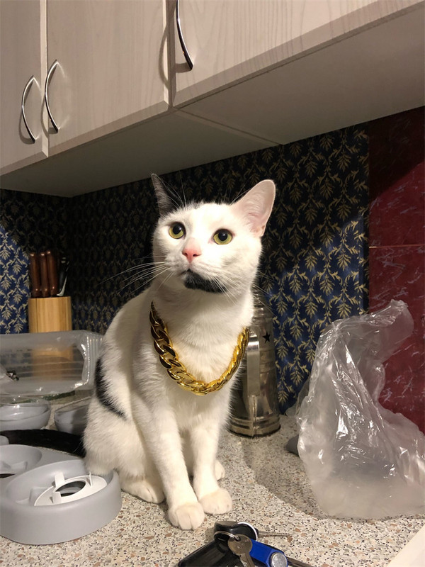 Zgarda pentru animale de companie Colier pentru câini și pisici Lungime reglabilă Lant punk personalizat Accesorii foto pentru câini mici Articole sigure pentru animale de companie