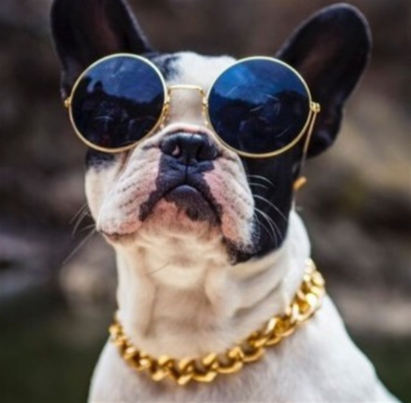 Zgarda pentru animale de companie Colier pentru câini și pisici Lungime reglabilă Lant punk personalizat Accesorii foto pentru câini mici Articole sigure pentru animale de companie