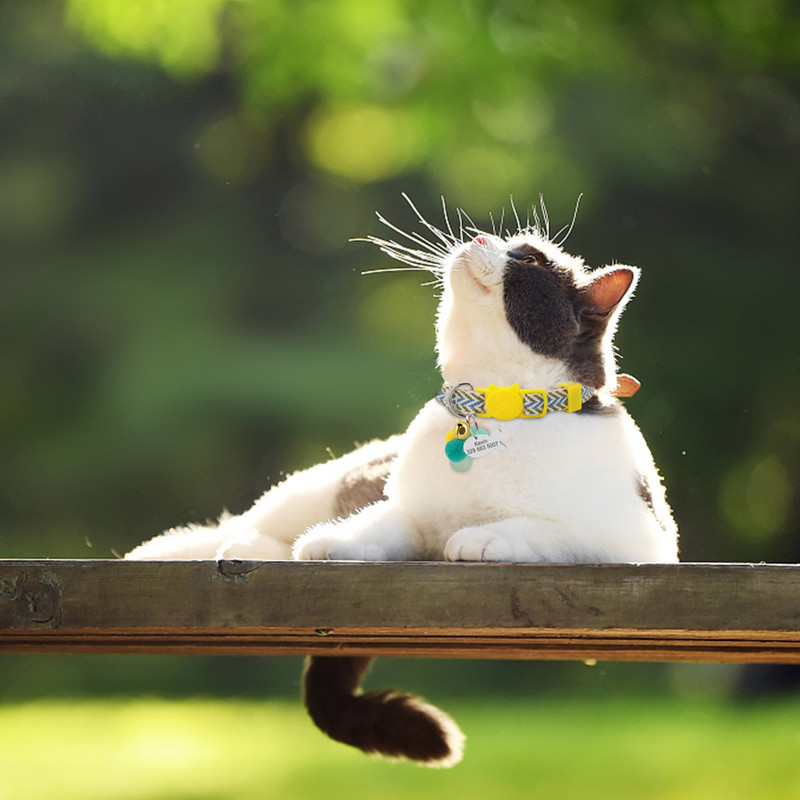 Εξατομικευμένο κολάρο γάτας ασφαλείας Χαριτωμένο κολάρο κουταβιών γατάκι γρήγορης απελευθέρωσης Δωρεάν χαραγμένο κολιέ με ετικέτα ταυτότητας γατών με κουδούνι κατά της απώλειας