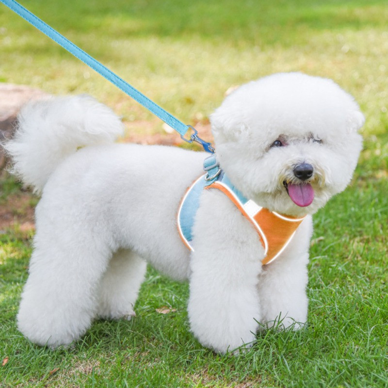 Lemmikkassi rakmed Vest peegeldav kassi koera rakmed ja jalutusrihma komplekt Chihuahua mopsile väikese keskmise rinnarihmaga jalutusrihm