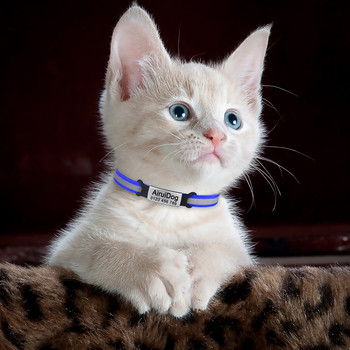 Ρυθμιζόμενο αντανακλαστικό κολάρο γάτας με κουδούνι Προϊόντα για κατοικίδια Μικρό κολάρο γάτας Unisex προμήθειες για γατάκια Προσαρμοσμένη ετικέτα ταυτότητας για γάτα Μικρό κολάρο σκύλου