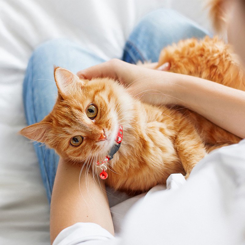 Lemmikloomade jõulukaelarihm koos kellukesega Reguleeritava kassi kaelarihmaga pannal Isikupärastatud koera kaelarihm Väikese koera kutsika koera tarvikud Lemmikloomatarbed