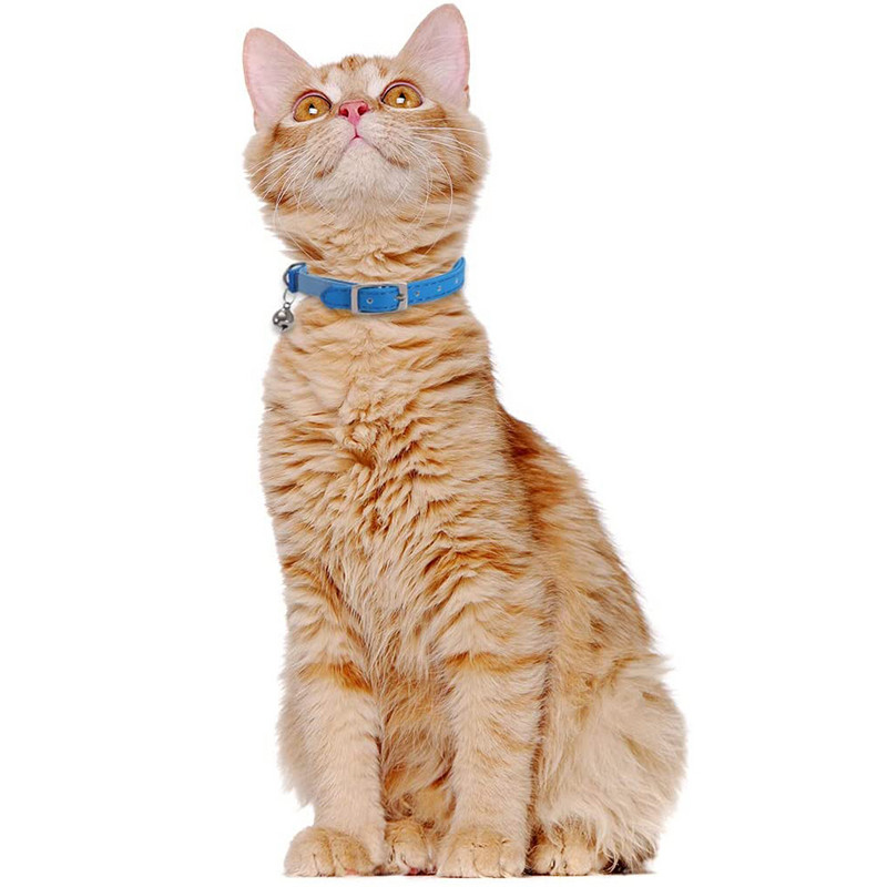Δερμάτινο κολάρο γάτας Ασφάλεια με ελαστικό λουρί και κολάρο γατούλα καμπάνα για μικρά κατοικίδια Γάτες Kitty Μπλε Κόκκινο Πορτοκαλί Πράσινο Ασβέστη