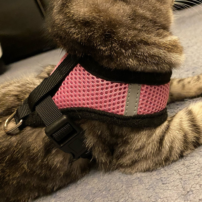 Ham de pisică pentru câini, vestă reglabilă, lesă de plimbare cu plumb, pentru cățeluși, guleră pentru câini, ham din plasă din poliester, pentru câine mic, mijlociu, pisică