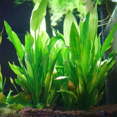 15cm Artificial Aquarium Decor Plants Water Weeds Ornament Aquatic Plant Fish Tank Grass Decoration Accessories