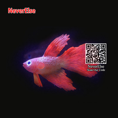 Akvaariumi tehislikud ujuvad kalad, fluorestseeruvad väikesed klounkalad/rumble-kala/kuldkala + iminapaga akvaariumi kaunistused