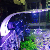 1 PC Led Mini Fish Tank Light Lighting Super Slim Blue White Light Lighting on Lamp for Aquarium Fish Tank Light Lighting