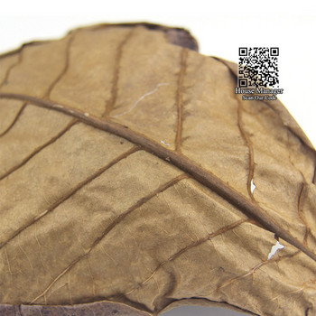 10 τεμ υψηλής ποιότητας Φυσικά φύλλα Catappa Terminalia, Ινδική αμυγδαλιά Λουρ Φύλλο ελιάς για νερό ενυδρείου για εξισορρόπηση της οξύτητας PH