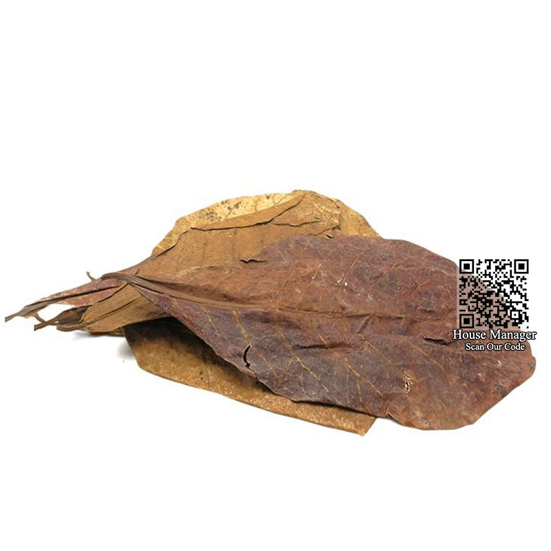 10 bucăți de frunze naturale de Terminalia Catappa de înaltă calitate, migdale indian Lour frunze de măslin pentru apa de acvariu pentru a echilibra PH-ul acidității