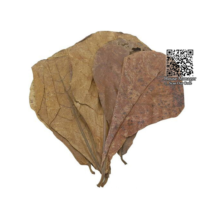 10 bucăți de frunze naturale de Terminalia Catappa de înaltă calitate, migdale indian Lour frunze de măslin pentru apa de acvariu pentru a echilibra PH-ul acidității