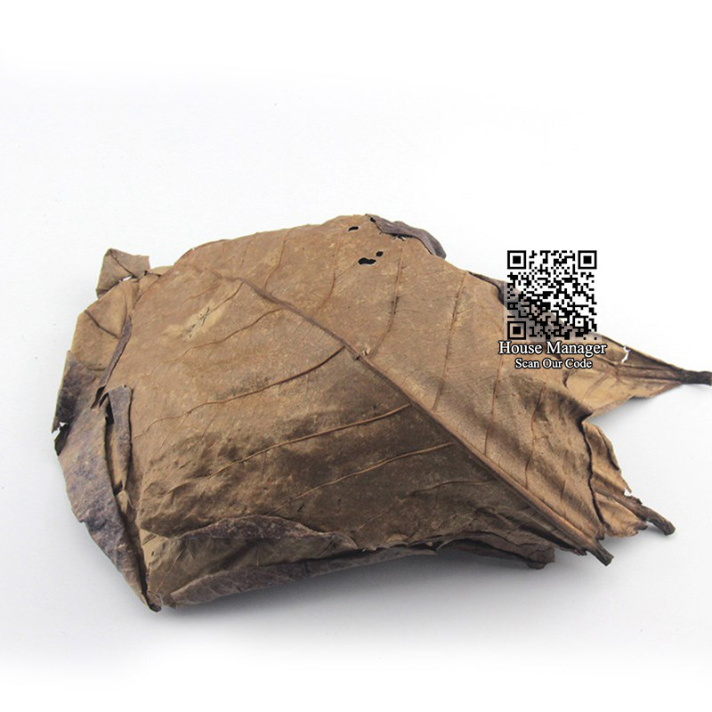 10 bucăți de frunze naturale de Terminalia Catappa de înaltă calitate, migdale indian Lour frunze de măslin pentru apa de acvariu pentru a echilibra PH-ul acidității