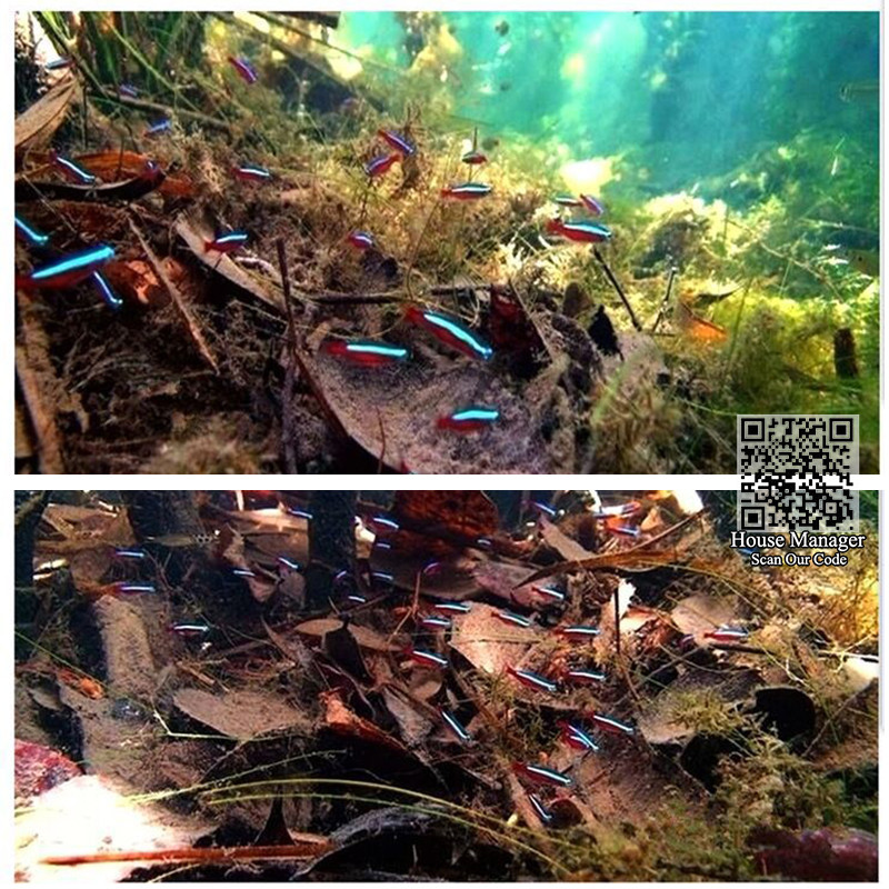 10 bucăți de frunze naturale de Terminalia Catappa de înaltă calitate, migdale indian Lour frunze de măslin pentru apa de acvariu pentru a echilibra PH-ul acidității