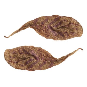 50g Natural Terminalia Catappa Foetida Leaves Island Almond Leaf Decor Craft για καθαρισμό/θεραπεία ψαριών Ψάρεμα σε δεξαμενή ενυδρείου