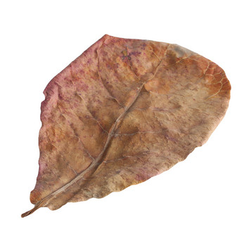 50g Natural Terminalia Catappa Foetida Leaves Island Almond Leaf Decor Craft για καθαρισμό/θεραπεία ψαριών Ψάρεμα σε δεξαμενή ενυδρείου