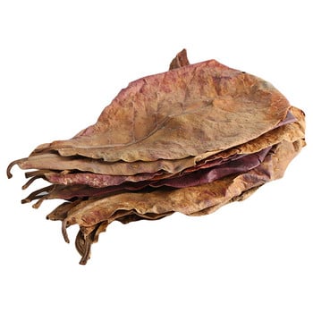 50g Natural Terminalia Catappa Foetida Leaves Island Almond Leaf Decor Craft για καθαρισμό/θεραπεία ψαριών Ψάρεμα σε δεξαμενή ενυδρείου