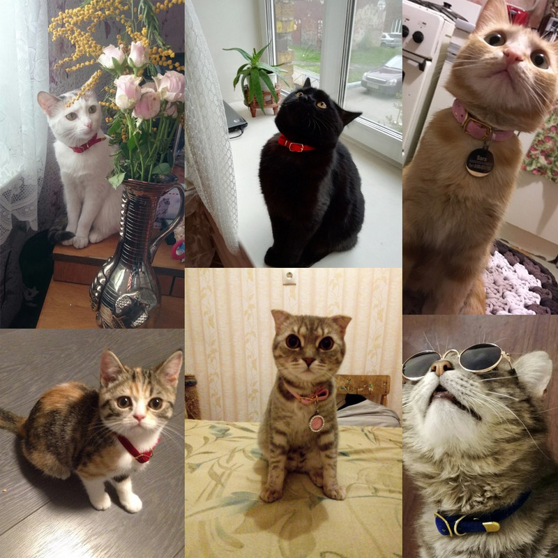 Guler solid pentru pisici cu clopoțel de siguranță pentru pisici zgarda pentru pisici reglabil pentru cățeluș pentru câini de talie mică, pisici, zgarda pentru animale de companie, consumabile YS0031