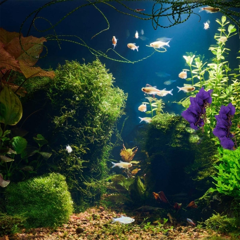 Roomajate taimed, rippuvad võltsviinapuud, terraariumitaim tanki elupaiga kaunistamiseks