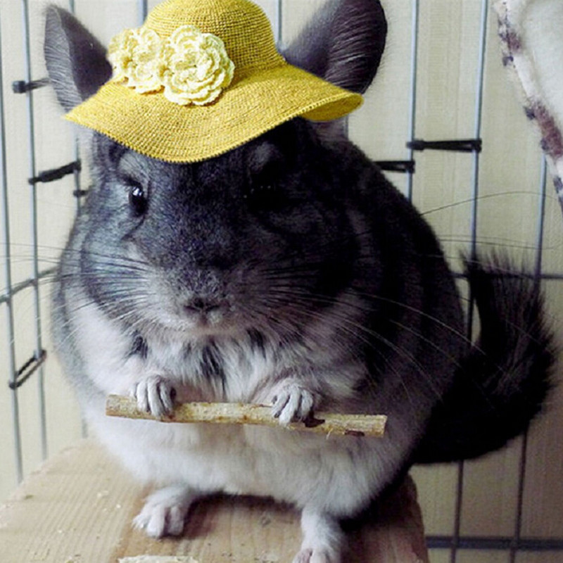 50g 1 maisiņš Dabīga ābeles zara rotaļlieta mājdzīvniekiem Papagaiļiem Trušiem Jūrascūciņām Kāmjiem Koka putniem Papagaiļiem Kāmjiem Košļājamās rotaļlietas