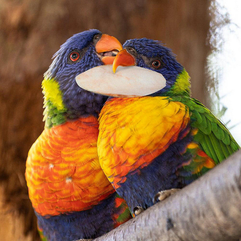 10 vnt. sepijos kaulas, skirtas papūgai Natūralus glostymo kaulas kramtomieji žaislai kramtomieji sepijos kaulai Lengvai sugeriami pratimai augintinio jautrumą