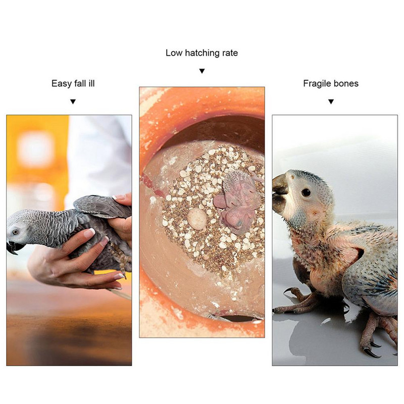 10 vnt. sepijos kaulas, skirtas papūgai Natūralus glostymo kaulas kramtomieji žaislai kramtomieji sepijos kaulai Lengvai sugeriami pratimai augintinio jautrumą