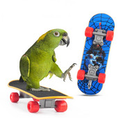 Jucării pentru papagali Mini skateboard Jucării de antrenament pentru păsări Patine pentru papagali Păsări Accesorii pentru păsări Accesorii pentru păsări Papagal Jucărie de șlefuit cu gheare