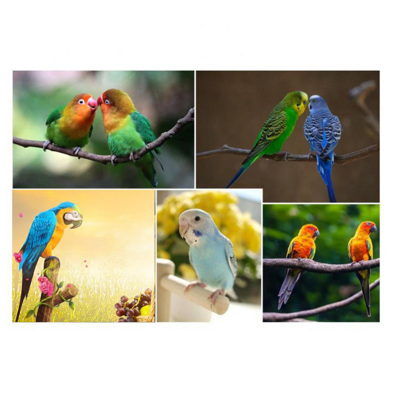 Drvena papiga Ljestve Ljuljačka Stalak za igranje Smuđ Igralište za kućne ljubimce Korelija Igralište Igračka vogel speelgoed ptice accessoires