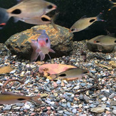 Loodusliku vooluliiva hulgimüük akvaariumi aluspinna haljastuskaunistused, väikesed kivid veeloomatarbed