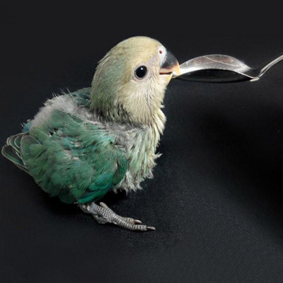 Naminiai gyvūnai Papūgos Paukščiai Maisto laikiklis Nerūdijančio plieno Vaisių Ietis lazdelė Mėsa Vaisiai Daržovių Iešmeliai Vaisių Šakutė Kabliukas Paukščio narvelio priedas