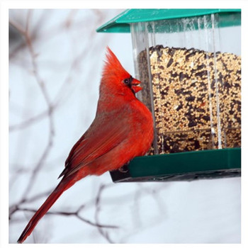 Κρεμαστός τροφοδότης Wild Bird Outside Anti Squirrel Bird Feeder για Αίθριο κήπου Διακόσμηση εξωτερικού χώρου Κουτιά τροφοδοσίας Αξεσουάρ