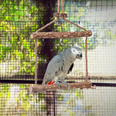 Jucărie leagăn de păsări Biban de păsări Cușcă de papagal din lemn Leagăn de biban din lemn Jucărie de mestecat pentru păsări de dragoste