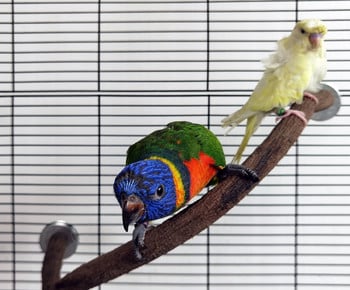 Parrot Bird Branch Pole σε σχήμα U Σχάρα με νύχια λείανσης από μασίφ ξύλο Αξεσουάρ συνδυασμένου κλουβιού Αξεσουάρ για πτηνά ZA263