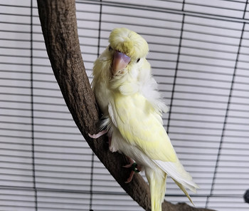 Parrot Bird Branch Pole σε σχήμα U Σχάρα με νύχια λείανσης από μασίφ ξύλο Αξεσουάρ συνδυασμένου κλουβιού Αξεσουάρ για πτηνά ZA263