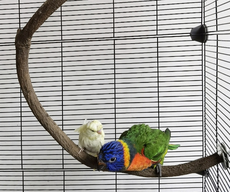 Papagailis putnu zaru stabs U-veida S-veida slīpēšanas spīļu statīvs Masīvkoka statīvs kombinēta būra piederumi putnu piederumi ZA263