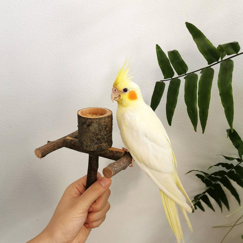Lemmikloomapapagoi lind seisev kepp puidust kauss lind lind papagoi papagoi õrred hammustus küünis lihvimine mänguasi linnupuuri tarvikud