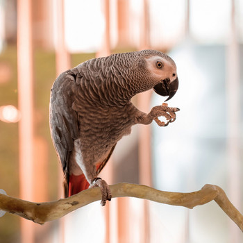Φυσικό ξύλο παπαγάλου όρθιου ραβδιού κατοικίδιο ζώο πτηνών κλουβί ράφι πόδι λείανση καθαρά παιχνίδια για Parrot parakeet κατοικίδιο αξεσουάρ κλουβιού