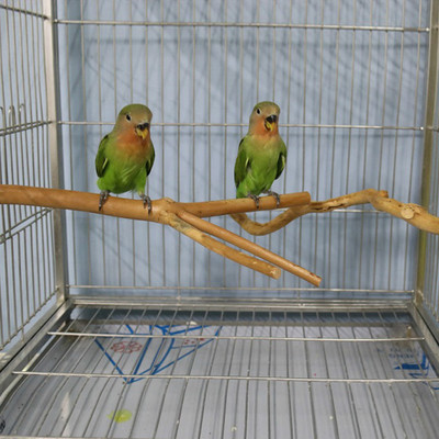 Естествен дървен папагал, стояща пръчка за домашни любимци, клетка за птици, стойка, стойка, смилане на лапи, чисти играчки за папагали, папагал, домашни любимци, аксесоари за клетка